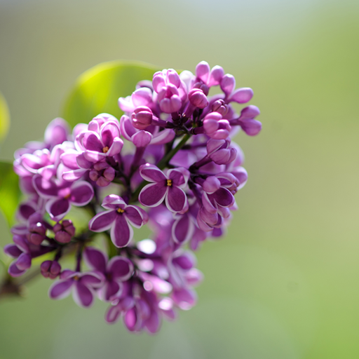 Сирень Живые Обои иконка