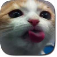 Cat Lick Screen Live Wallpaper