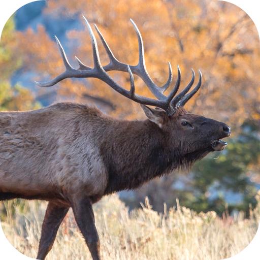 Elk Sounds icon