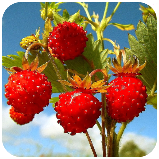 Strawberry Wallpaper HD icon