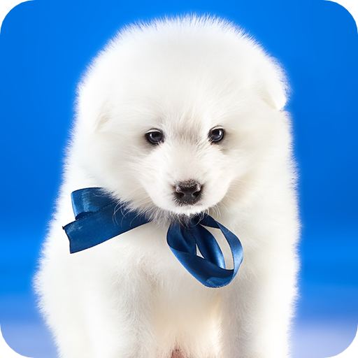 Dog Wallpaper иконка