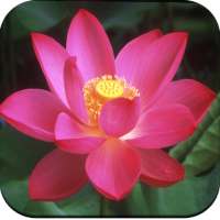 Lotus Wallpaper HD on 9Apps