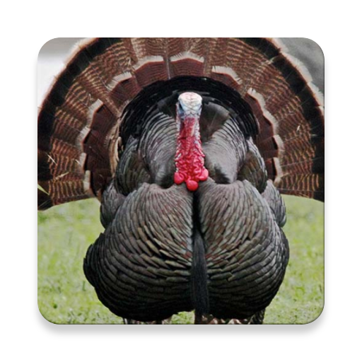 Turkey Bird Sound Collections ~ Sclip.app icon