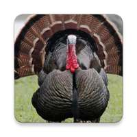 Türkiye Kuş ~ Sclip.app Sesler