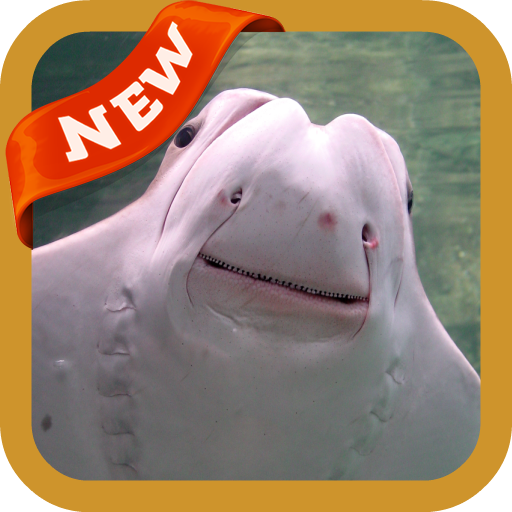 Manta Wallpaper icon