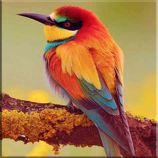 Beautifull Bird Wallpapers icon