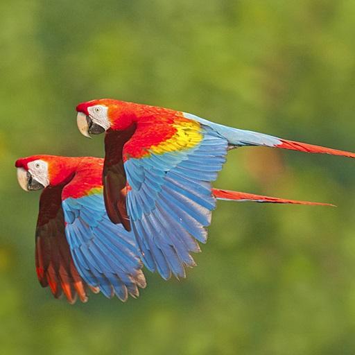 Rainforest Animals icon