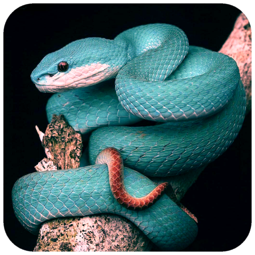 Snake Wallpaper icon