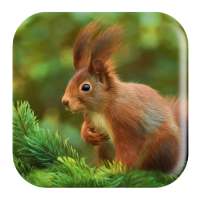 Squirrel Sounds on 9Apps