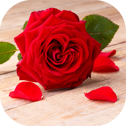 Beautiful Roses 🌹 4K images Rose Flower 🌹 icon
