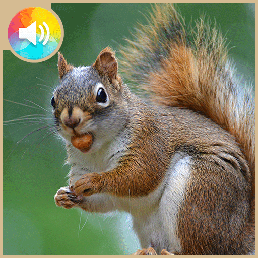 Call Squirrel Hunting icon