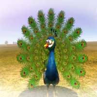 Kids music – The Turkey