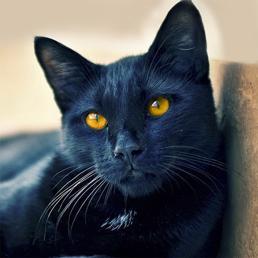 Talking Mumbai Cat icon