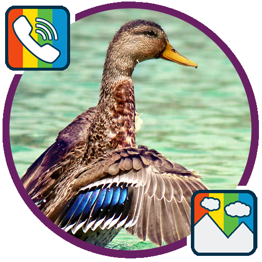 ikon Duck - RINGTONES and WALLPAPERS