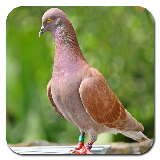 ikon Melatih Merpati Balap