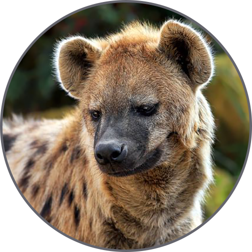 Hyena Sounds icon