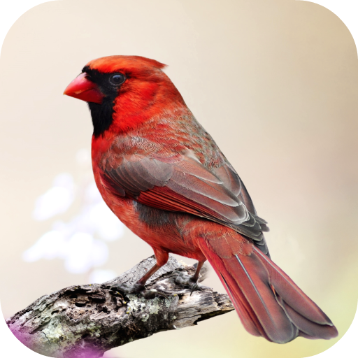 Cardinal Bird Sounds icon