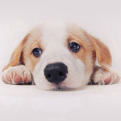 Dog Lock Screen أيقونة