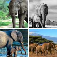 Elephant HD Wallpapers on 9Apps