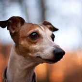 Смешные собаки  Пазл иконка