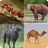 Guess The Animals