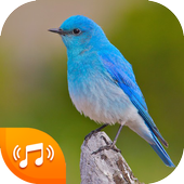 Bird Sounds - Bird Ringtones 2020 иконка