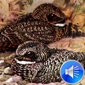 Whippoorwill Bird Sounds icon