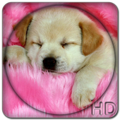 Dogs Wallpaper Live icon