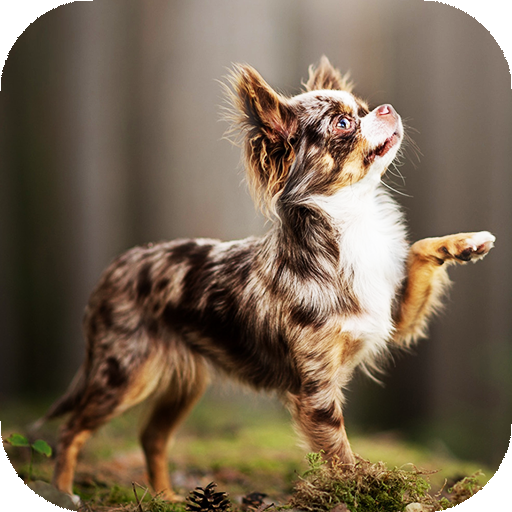 Chihuahua Wallpaper HD &amp; 4k Backgrounds icon