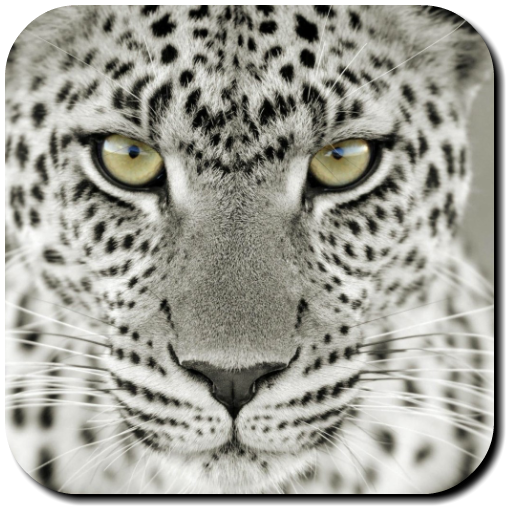 Leopard Wallpapers icon
