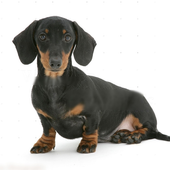 Dachshund Dogs Jigsaw Puzzles icon