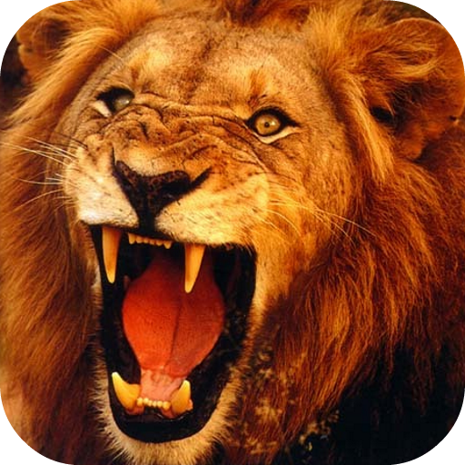 Lion 3D Live Wallpaper icon