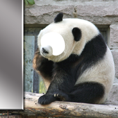 Animal Face Photo Camera icon