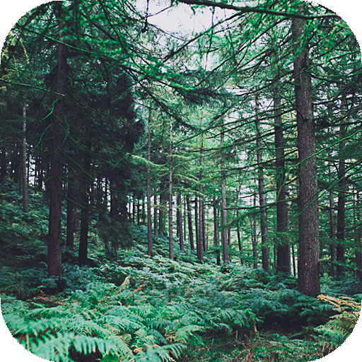 Forest Wallpapers HD (backgrounds &amp; themes) icon