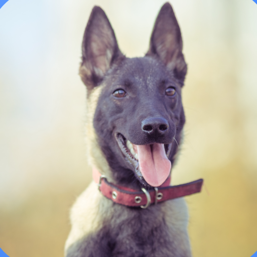 Dogs Sounds 2022 icon