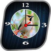 Bird clock live wallpaper icon