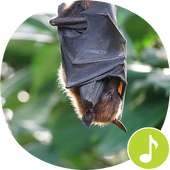 Bat Sounds Ringtones on 9Apps