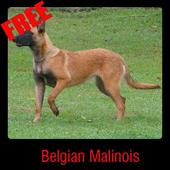 ikon Belgian Malinois
