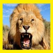 Animals Sounds of the World icon