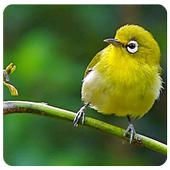Birds Song Cicikacamata icon