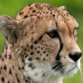 Test only - not for download icon