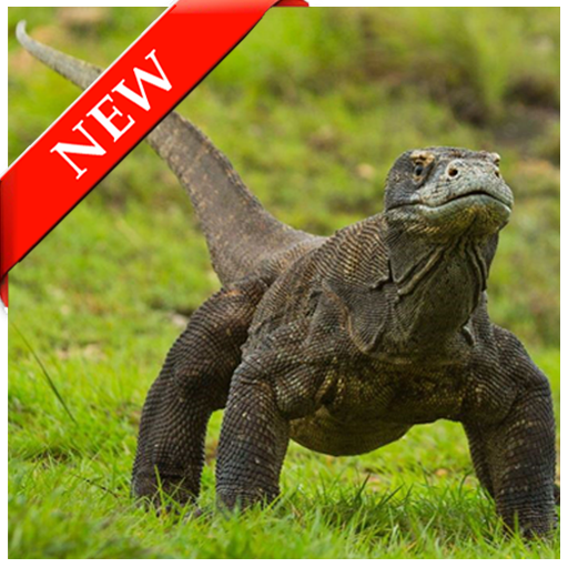 Komodo Dragon Wallpapers icon