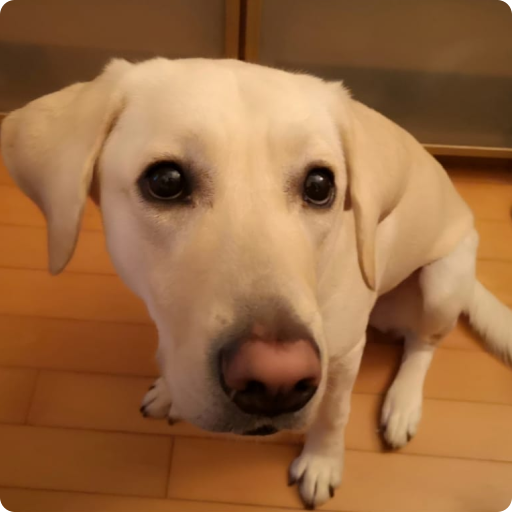 Woof! Cute dog walks on your screen icon