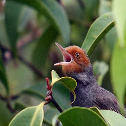 Suara pikat burung prenjak icon