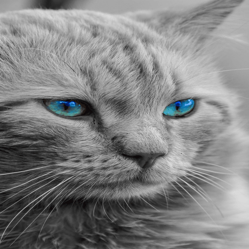 nyan cat wallpapers icon