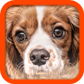 Translator for Dogs - Joke icon