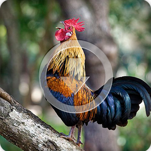 Junglefowl Sounds Ringtone icon