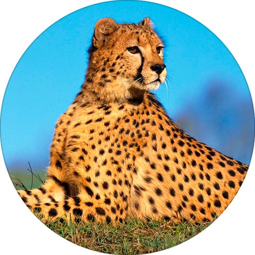 Cheetah (Animal) Sounds icon