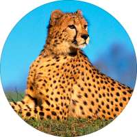 Cheetah (Animal) Sounds on 9Apps