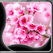 Sakura Live Wallpapers icon